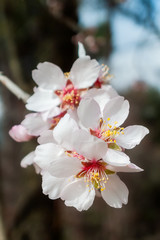 Flor de Almendro