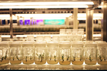 Plant in glass bottles collection on shelve of biotechnology laboratory. Tissue culture techniques used to maintain or grow plant cells.