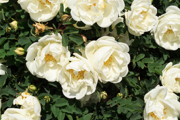 A blooming bush of white roses. Festive floral background. White Rose. Copy space.