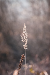 close up of reeds grass with sky and green grass background