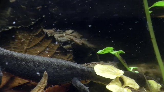 Bergmolche, Alpine newt, Ichthyosaura alpestris