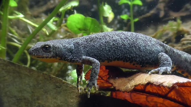 Bergmolche, Alpine newt, Ichthyosaura alpestris