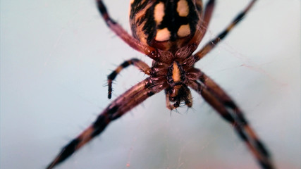 Brown Hairy Spider Clinging on Web