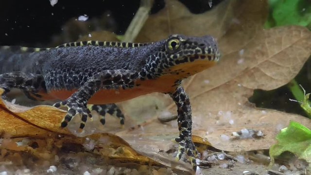 Bergmolche, Alpine newt, Ichthyosaura alpestris