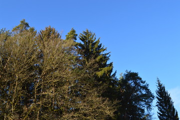 Obraz premium Nadelwald-Baumkronen.