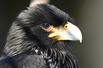 Headshot of a striated caracara.