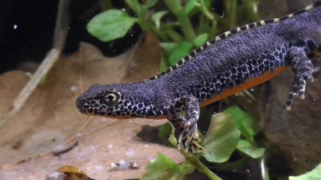Bergmolche, Alpine newt, Ichthyosaura alpestris