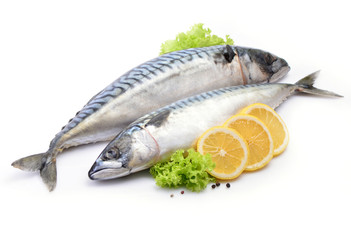 Mackerel fish on white background