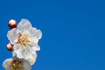 White flowers (Prunus mume, also known as Chinese plums or Japanese apricots), the sky background