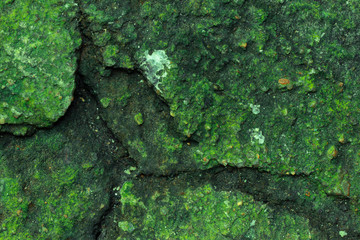 Closeup surface texture of dry cement floor with moss.