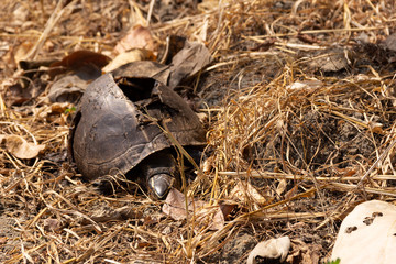 The remains of turtles die because of being overlaid. Its carapace cracked