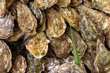 Oysters on the counter in wooden boxes on the market. Oysters for sale at the seafood market. Fish market stall full of fresh shell oysters. Fresh oysters selective focus. Close up shot.