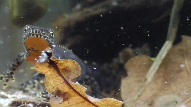 Bergmolche, Alpine newt, Ichthyosaura alpestris