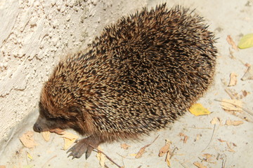 Igel