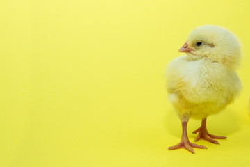 Little yellow chicken on yellow background