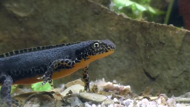 Bergmolche, Alpine newt, Ichthyosaura alpestris