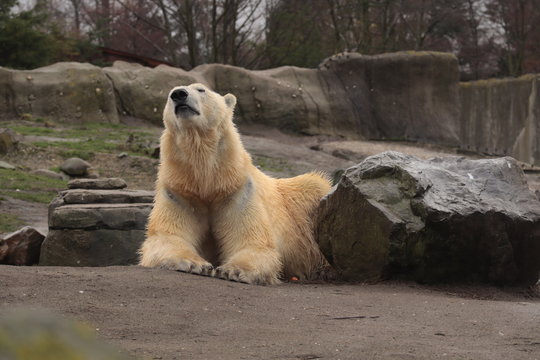 polar bear (Ursus maritimus), hypercarnivorous bear, stay on the rock, and lokking around