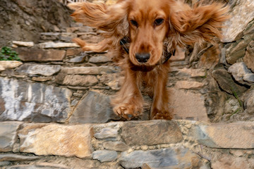 cute puppy dog cocker spaniel portrait looking at you in the courtyard