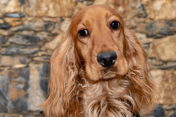 cute puppy dog cocker spaniel portrait looking at you in the courtyard