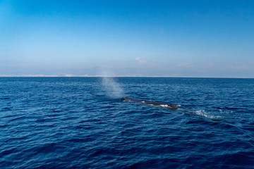 Sperm whale in the mediterranean sea