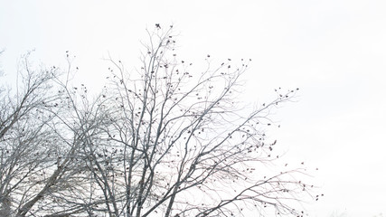 Dried Pecan Tree Branches in an Overcast Sky for Isolation