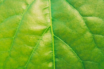 Glossy green leaf - close-up
