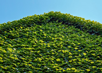grape leaves architecture
