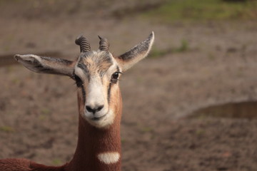 Fototapeta premium The Nanger dama, african gazelle lives in Africa in the Sahara desert and the Sahel, portrait close up shoot