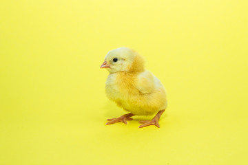 Little yellow chicken on yellow background