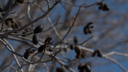 Pecan Tree with Dried Branches in a Clear Blue Sky for Textures or Isolation