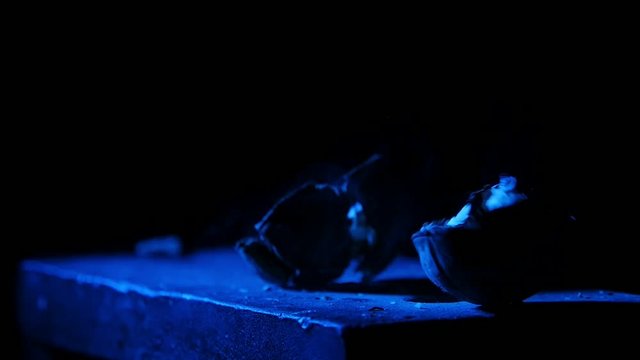 man smashes nuts with a hammer on the anvil in slow motion on black bg with blue light