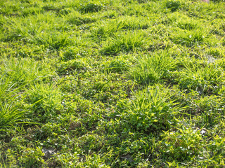 Green grass lawn and weed background.
