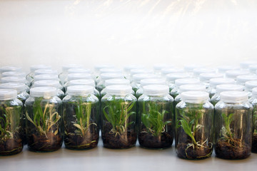 Plant in glass bottles collection on shelve of biotechnology laboratory. Tissue culture techniques used to maintain or grow plant cells.