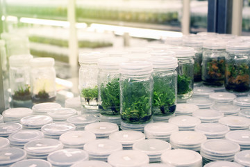 Plant in glass bottles collection on shelve of biotechnology laboratory. Tissue culture techniques used to maintain or grow plant cells.
