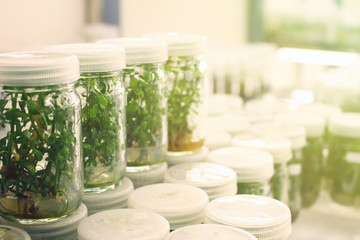 Plant in glass bottles collection on shelve of biotechnology laboratory. Tissue culture techniques used to maintain or grow plant cells.