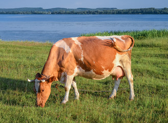 Naklejka na ściany i meble Cow on the background of bright green field.