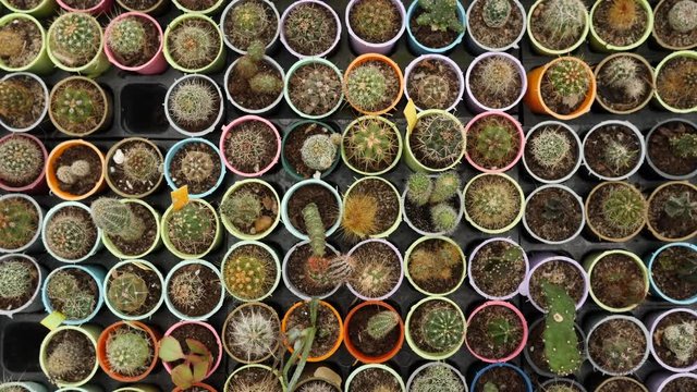 Top view many small cactuses in pots - plants in flower shop
