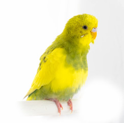 Wavy parrot yellow green isolated on white background