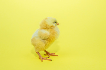 Little yellow chicken on yellow background