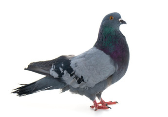 Dove gray bird isolated on white background