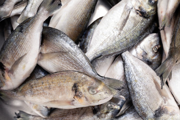 Close-up top view of a fresh dorado fish with a head in tseliklm lies in a metal sink in the professional kitchen of the restaurant. Concept supply of fresh seafood delicacies, cooking fresh fish