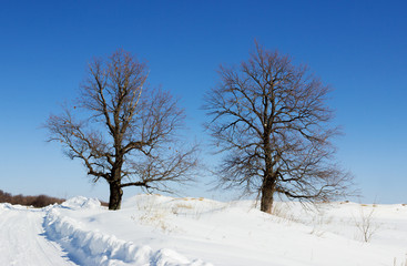 Fototapeta na wymiar Two oaks on a sunny day in winter