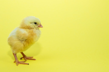 Little yellow chicken on yellow background