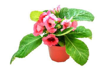Flower of gloxinia in a pot blossoms in a beautiful pink color. Pink gloxinia in a flower pot isolated on white background. Beautiful flower of pink gloxinia in pot.