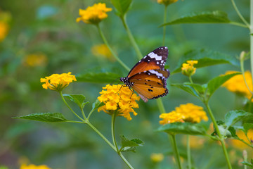 Beautiful Plain Tiger  butterfly sitting on the flower plant with a nice soft background in its natural habitat