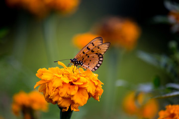 Marigold flowers blooming away in the garden on a beautiful day.