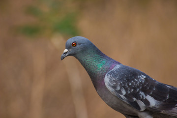 Pigeon on the wall looking away very curiously in a soft blurry background