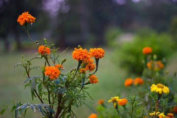 Marigold flowers blooming away in the garden on a beautiful day.