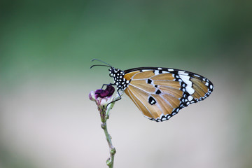 Beautiful Plain Tiger  butterfly sitting on the flower plant with a nice soft background in its natural habitat