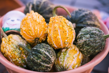 closeup of a group of harvested mini pumpkins